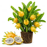 2 Yellow Dragonfruit Live Plants, Dragon Fruit Live, 3-6 Inch Tall
