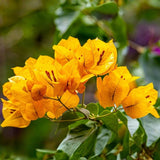 2 Yellow Bougainvillea Plants Live, Garden Flower Vine, 4-7 Inch Tall