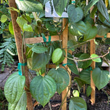 Hardy Black Pepper Plant Live for Planting, Piper Nigrum Tree for Outdoor, 4-6 Inches, No Pot, Fresh Pepper Plant for Outdoor Garden, Patio, or Container Planting