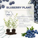2 Top Hat Live Blueberry Plants, Ready to Grow Plant, 4-7 Inch Tall