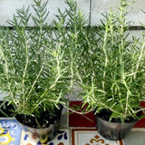 Sets 4 Rosemary Plants Live 4-7 Inches in Tall, No Pot, Fast-Growing, Fragrant Fresh Herb Plants for Outdoor Garden, Patio, or Container Planting (Barbeque)