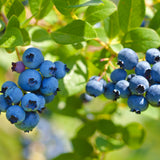 2 Springhigh Blueberry Plants Live, Outdoor Garden Plant, 4-7 Inch Tall