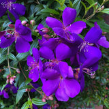 Purple Tibouchina Princess Plant Live, Flower Shrub Plant, 3-5 Inch Tall