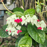 4 White Bleeding Heart Live Plants, Home Garden Plant, 4-6 Inch Tall
