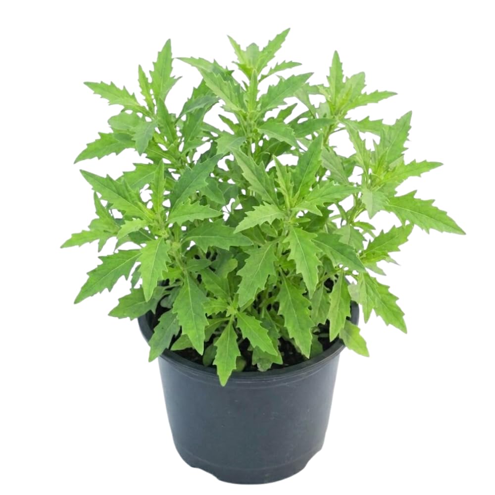 Epazote Live Plant, Fragrant Herb Plant, 4-6 Inch Tall, 4 Inch Pot