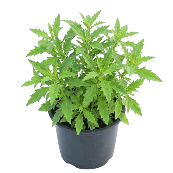 Epazote Live Plant, Fragrant Herb Plant, 4-6 Inch Tall, 4 Inch Pot