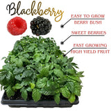 3 Thornless BlackBerry Plants Live, Backyard Berry Plant, 3-7 Inch Tall