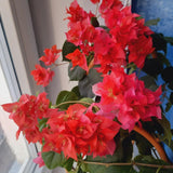 2 Double Red Bougainvillea Live Plants, Outdoor Garden Plant, 4-6 Inch Tall