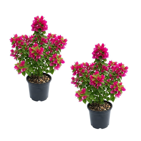 2 Deep Pink Bougainvillea Plants, Well-Rooted Bougainvillea, 4-6 Inch Tall