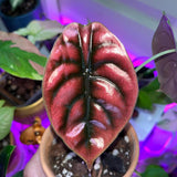 Red Alocasia Live Plant, Rare Tropical Plant, 2-4 Inch Tall
