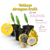 3 Yellow Dragon Fruit Plants Live, Fast Growing Fruit Cactus, 3-6 Inch Tall
