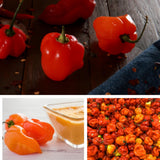 Super Hot Habanero Pepper Plant Live, 4-6 Inch Tall, 4 Inch Pot