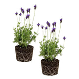 2 Purple Lavender Plants, Lavender Plants Live, 4-8 Inch Tall