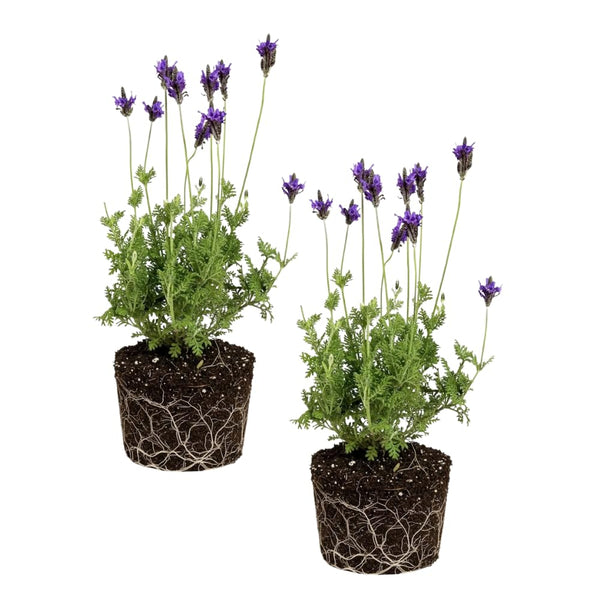 2 Purple Lavender Plants, Lavender Plants Live, 4-8 Inch Tall