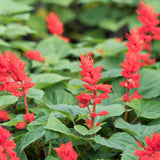 4 Red Sage Live Plants, Salvia Plants, Well-Rooted Starter Plant, 4-6 Inch Tall