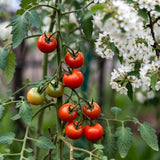Red Cherry Tomato Live Plant 4-7 Inch Tall, 4 Inch Pot