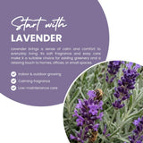 2 Creek Lavender Plants, Lavender Plants Live, 4-8 Inch Tall