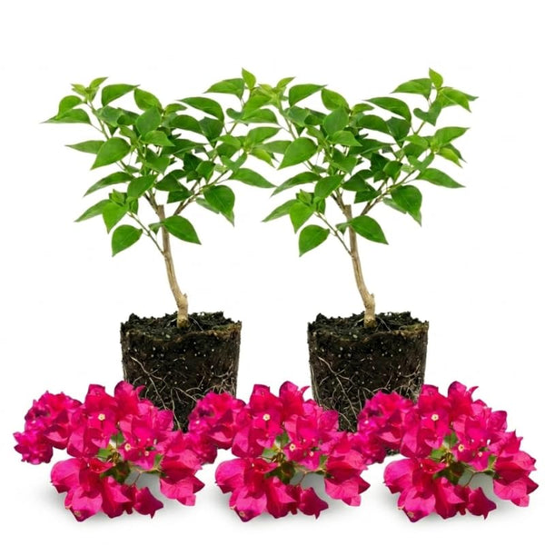 2 Red Pink Bougainvillea Live Plants, Climbing Vine, 4-7 Inch Tall