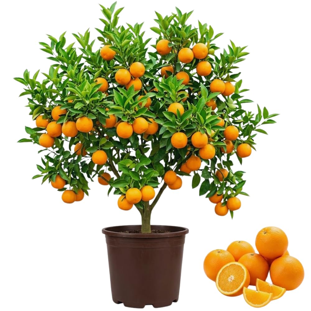 Valencia Orange Tree Live Plant, 1-2Ft Tall, Fruit Tree, 1 Gallon Potted