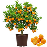 Valencia Orange Tree Live Plant, 1-2Ft Tall, Fruit Tree, 1 Gallon Potted