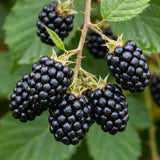 2 Sweet Large Black Berry Live Plants, Blackberries Bush, 4-6 Inch Tall