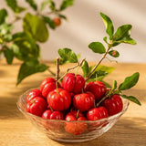 Barbados Cherry Live Plant, Home Orchard Tree, 4-6 Inch Tall