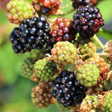 2 Sweet Boysenberry Live Plants, Garden Plant, 4-6 Inch Tall