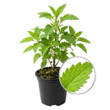 Epazote Herb Live Plant, Garden Herb Plant, 4-6 Inch Tall, 4 Inch Pot