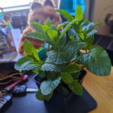 Set 2 Mojito Mint Live Plant, 3-7 Inch Tall
