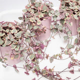 2 Variegated String of Hearts Live Plants, 4-6 Inch Tall, 2 Inch Pot