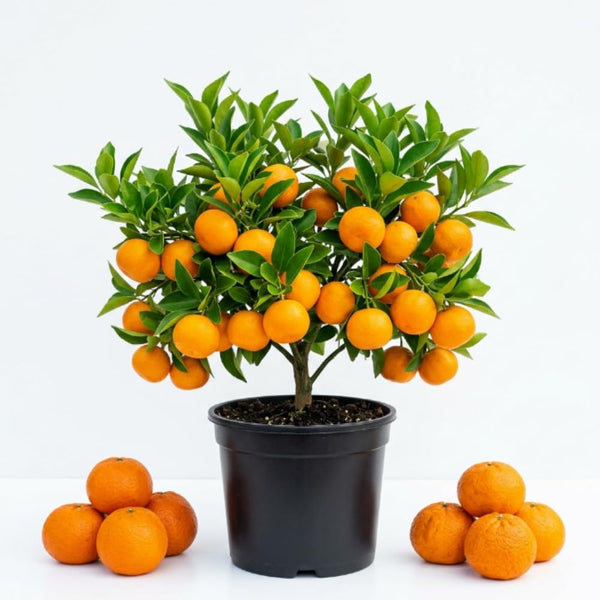 Sweet Tangerine Tree Plant Live, Well Rooted, 1-2 Ft Tall, 1 Gallon Pot