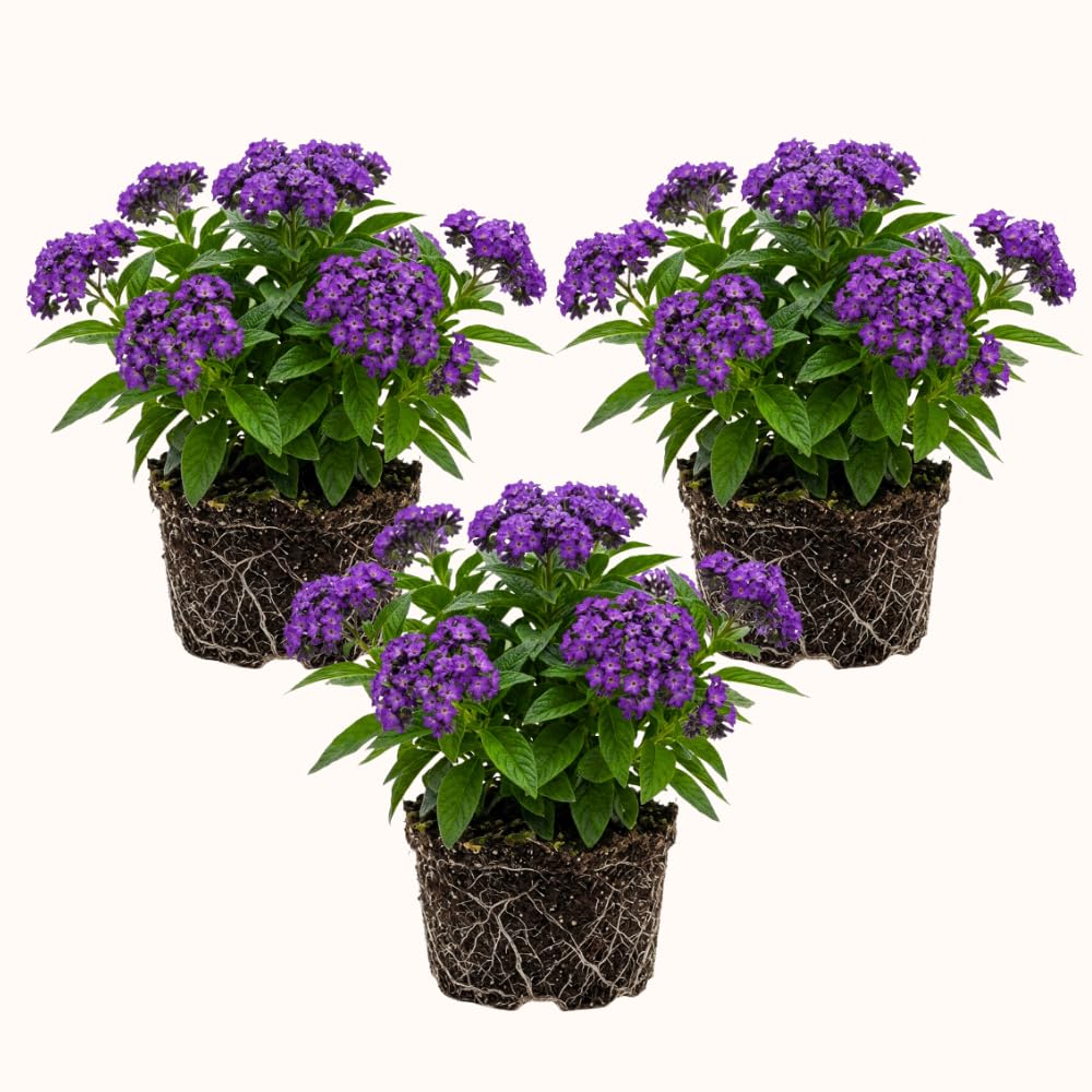 3 Purple Blue Heliotrope Plants, Heliotrope Starter Plant, 3-5 Inch Tall
