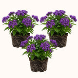 3 Purple Blue Heliotrope Plants, Heliotrope Starter Plant, 3-5 Inch Tall
