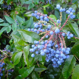 3 Blue Grape Vine Live Plants, Edible Fruit Vine, 3-5 Inch Tall