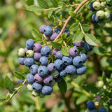 2 Top Hat Blueberry Plant Live, Rooted Berry Seedling, 4-6 Inch Tall