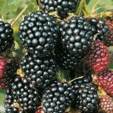 3 Black Raspberry Live Plants, 3-5 Inch Tall
