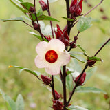 25 Red + Roselle Seeds, Indoor Outdoor Plant