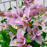 Set 2 Light Pink Bougainvillea Live Plant 5-7 Inch Tall