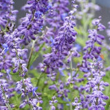 4 Tricolor Salvia Sage Bushes Plants Live, 4-6 Inch Tall
