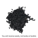 500 Purple Allium Seeds, Garden Plant