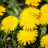 Yellow Dandelion Herb Live Plant, Herb Plant, 4-6 Inch Tall, 4 Inch Pot