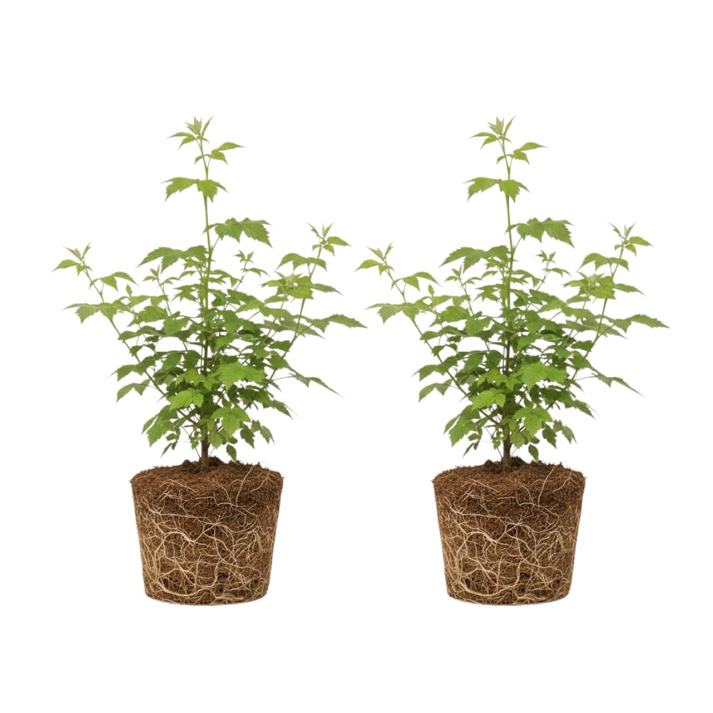 2 Sweet Large Black Berry Plants, Blackberries Bush, 4-6 Inch Tall