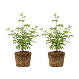 2 Sweet Large Black Berry Plants, Blackberries Bush, 4-6 Inch Tall