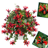Curly Lipstick Plant Live, Trailing Houseplant, 2 Inch Pot