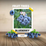 2 Jewel Blueberry Plants Live, Sweet Berry Shrub, 4-6 Inch Tall