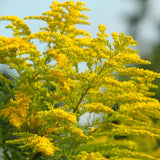 10 Yellow Live Goldenrod Plants, Hardy Flower Plant