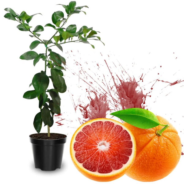Blood Orange Live Plant, Citrus Fruit Tree, 1-2 Ft Tall, 1 Gallon Pot