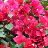 2 Pink Bougainvillea Live Plants, Indoor Outdoor Plant, 4-6 Inch Tall