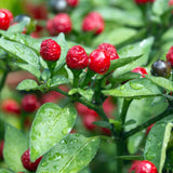 Red Chiltepin Pepper Plants Live, 4-7 Inch Tall, 4 Inch Pot