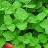 3 Live Peppermint Plants, Starter Plant, 4-7 Inch Tall